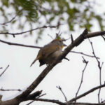 Rose-throated Tanager (image by Leo Garrigues)