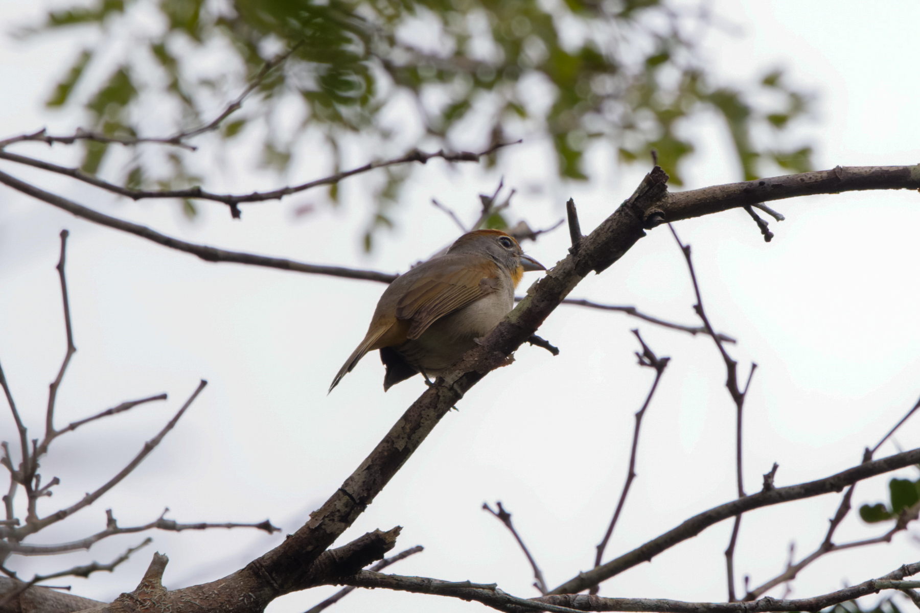 Rose-throated Tanager (image by Leo Garrigues)