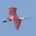 Roseate Spoonbill (image by Leo Garrigues)