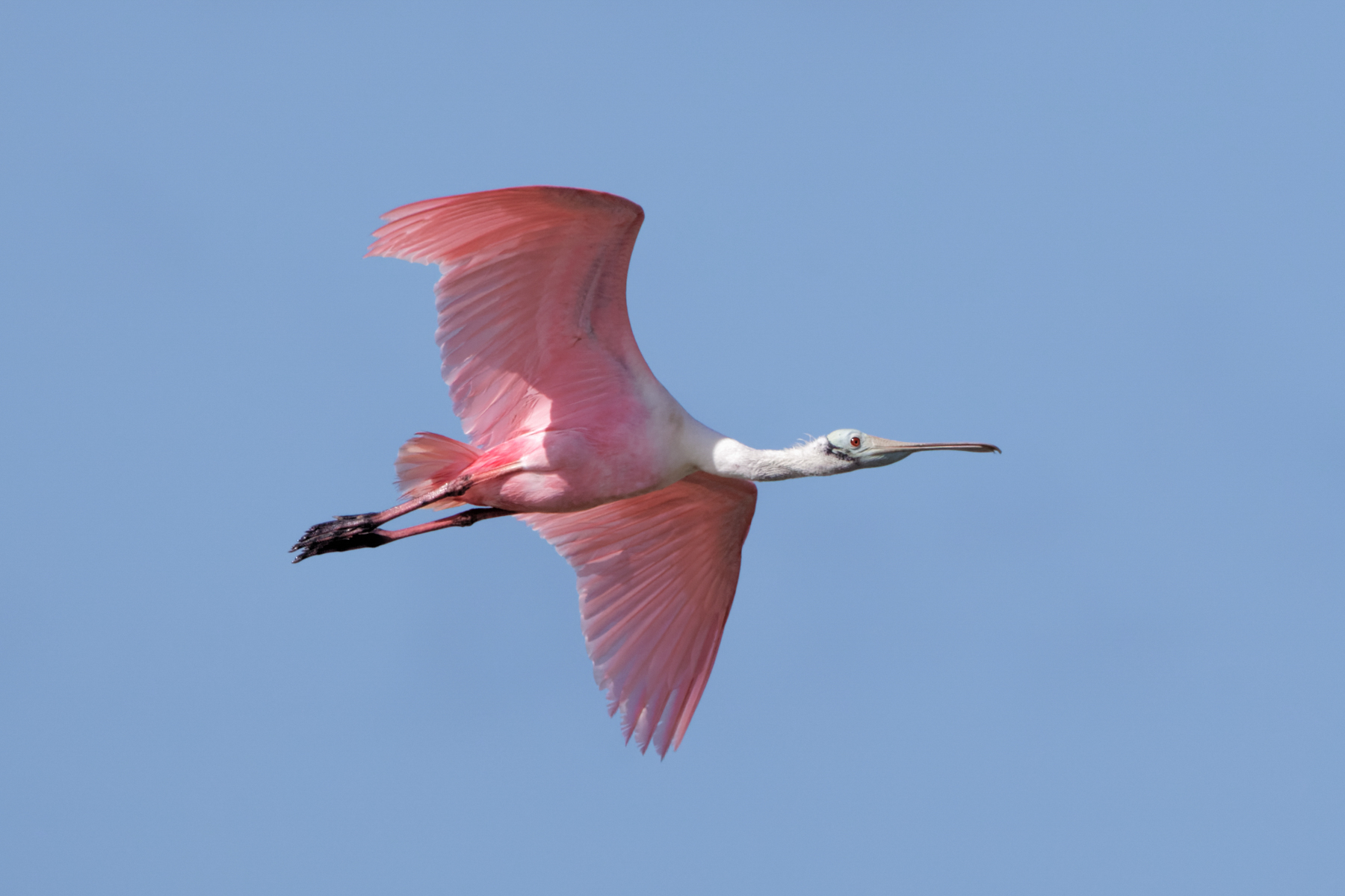 Roseate Spoonbill (image by Leo Garrigues)