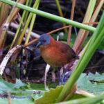 Ruddy Crake (image by Leo Garrigues)