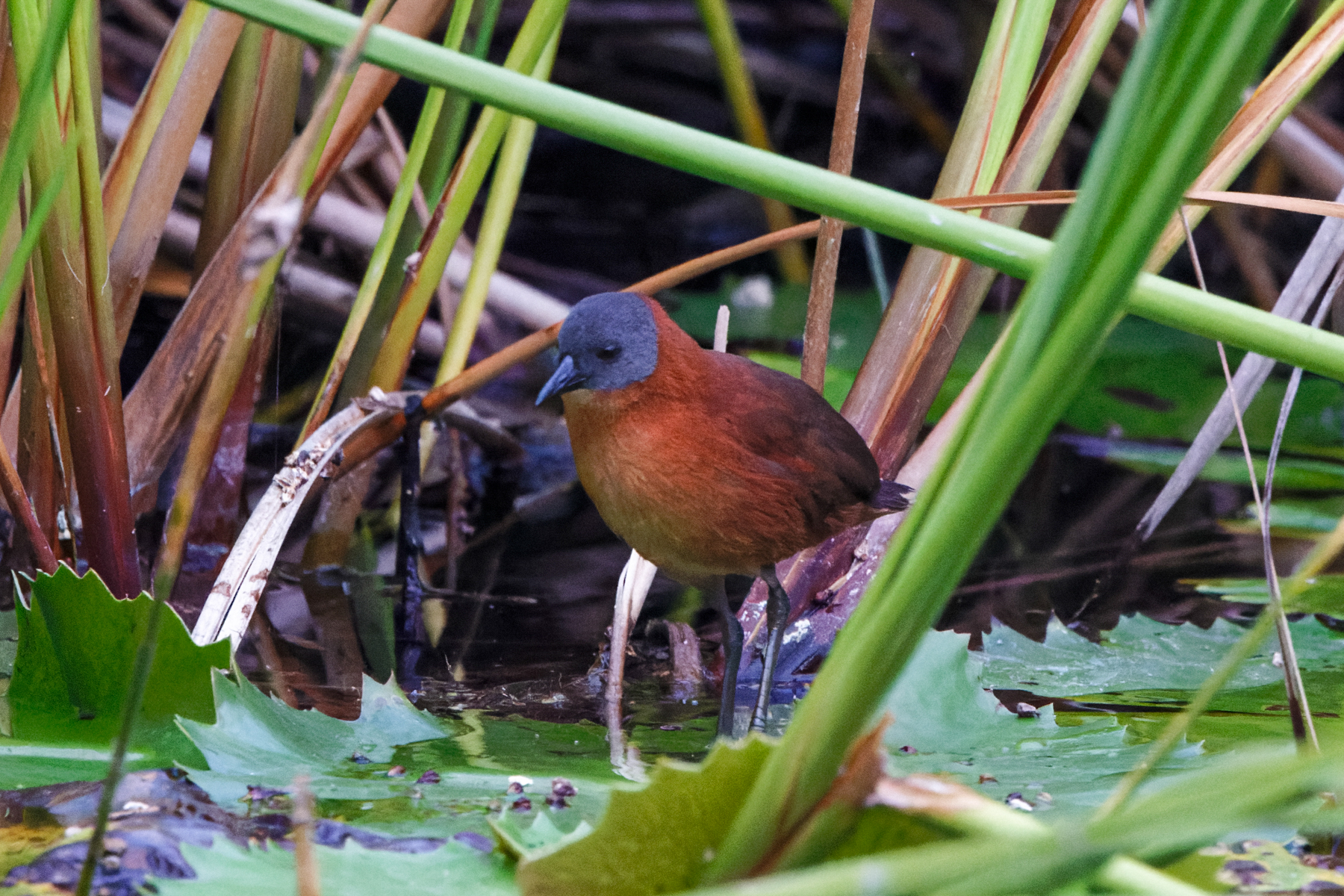 Ruddy Crake (image by Leo Garrigues)