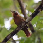 Ruddy Foliage-gleanner (image by Leo Garrigues)