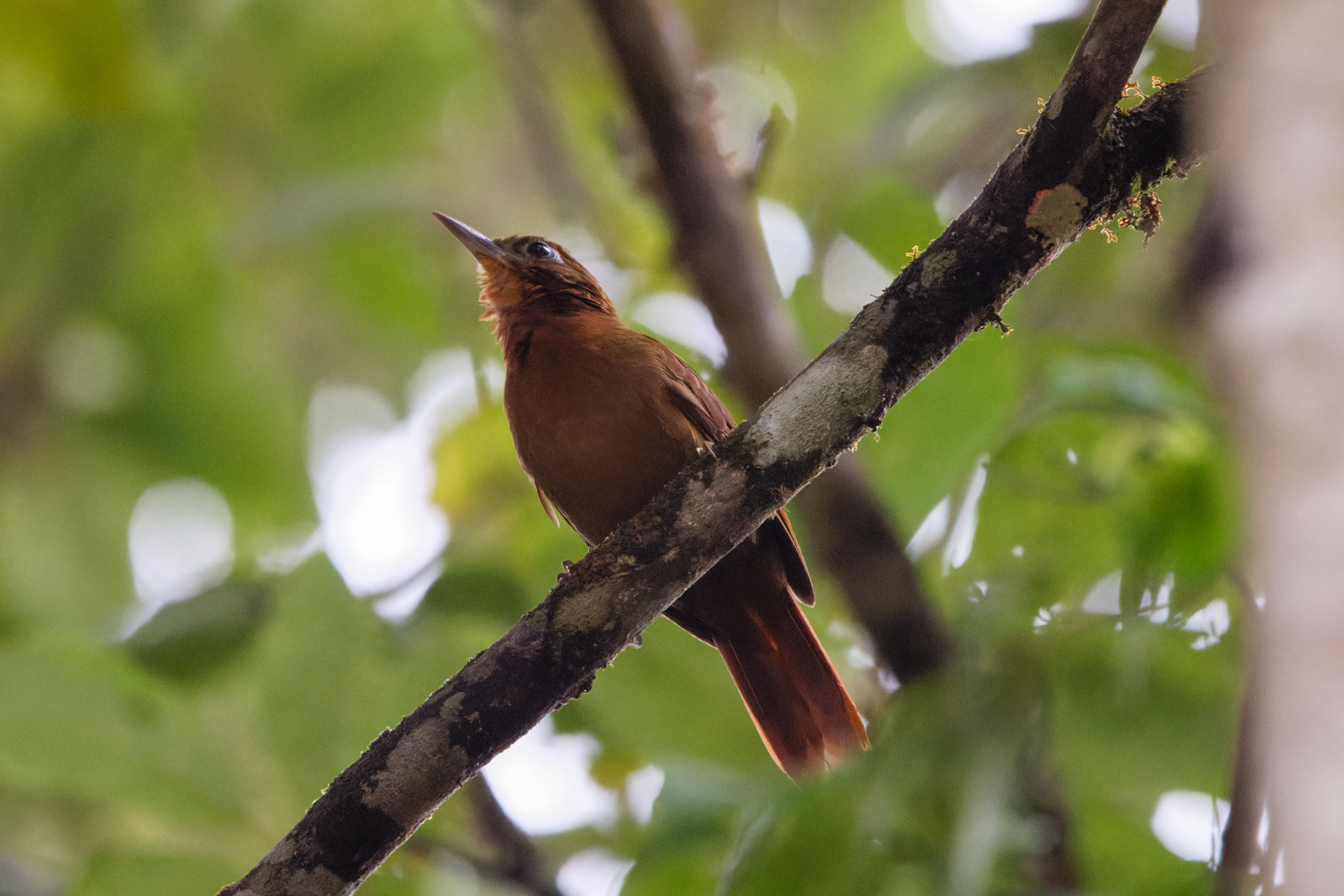 Ruddy Foliage-gleanner (image by Leo Garrigues)
