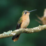 Rufous Sabrewing (image by Leo Garrigues)