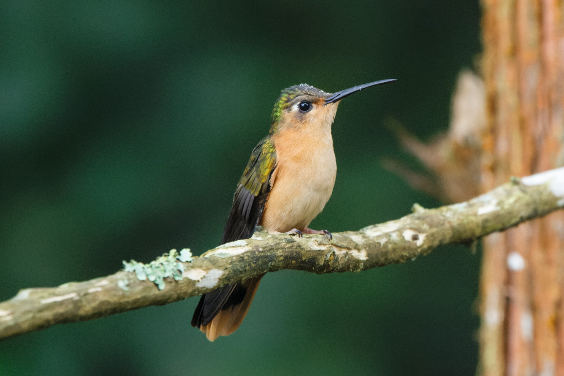 Rufous Sabrewing (image by Leo Garrigues)