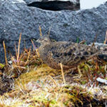 Rufous-bellied Seedsnipe (image by Antonio Cortizo)