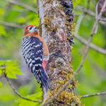 Rufous-bellied Woodpecker (image by Pete Morris)