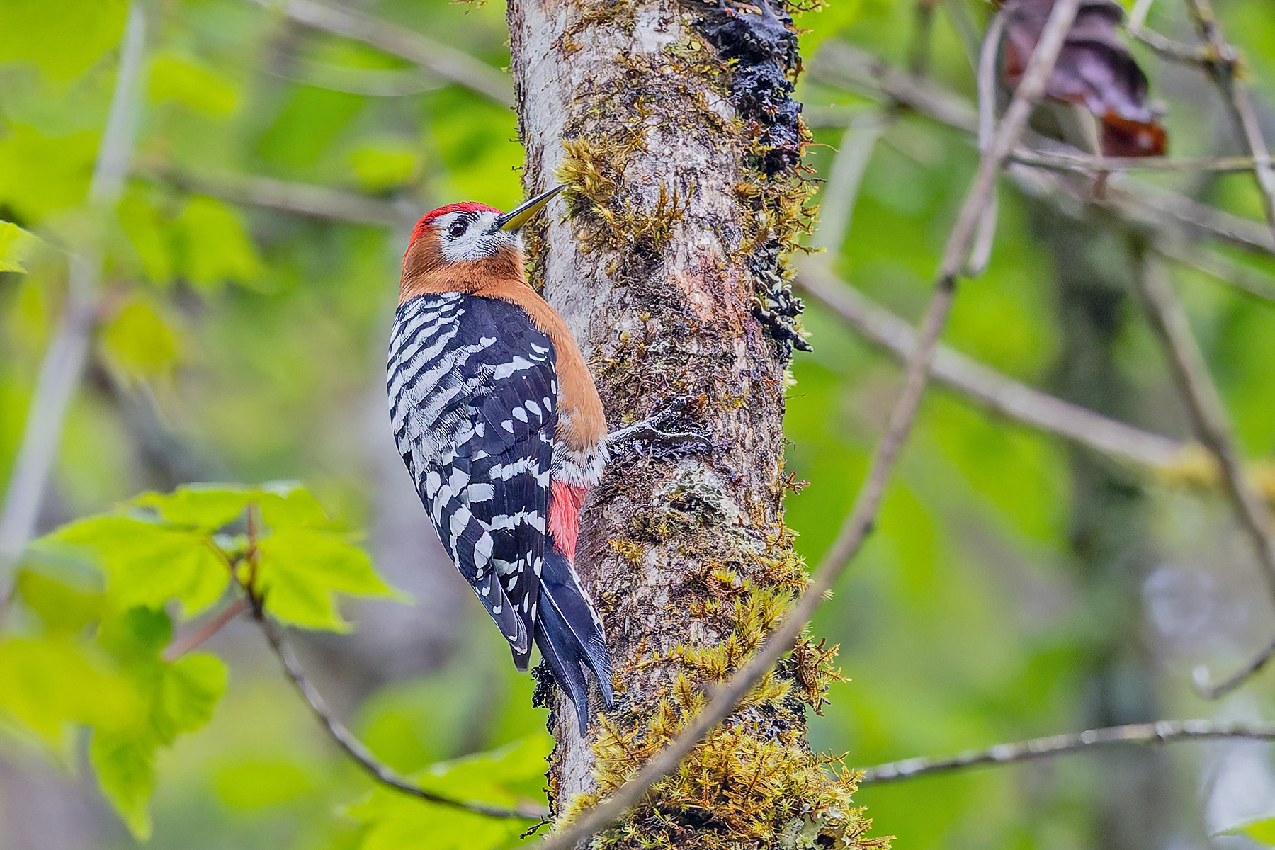 Rufous-bellied Woodpecker (image by Pete Morris)