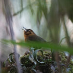 Rufous-browed Wren (image by Leo Garrigues)