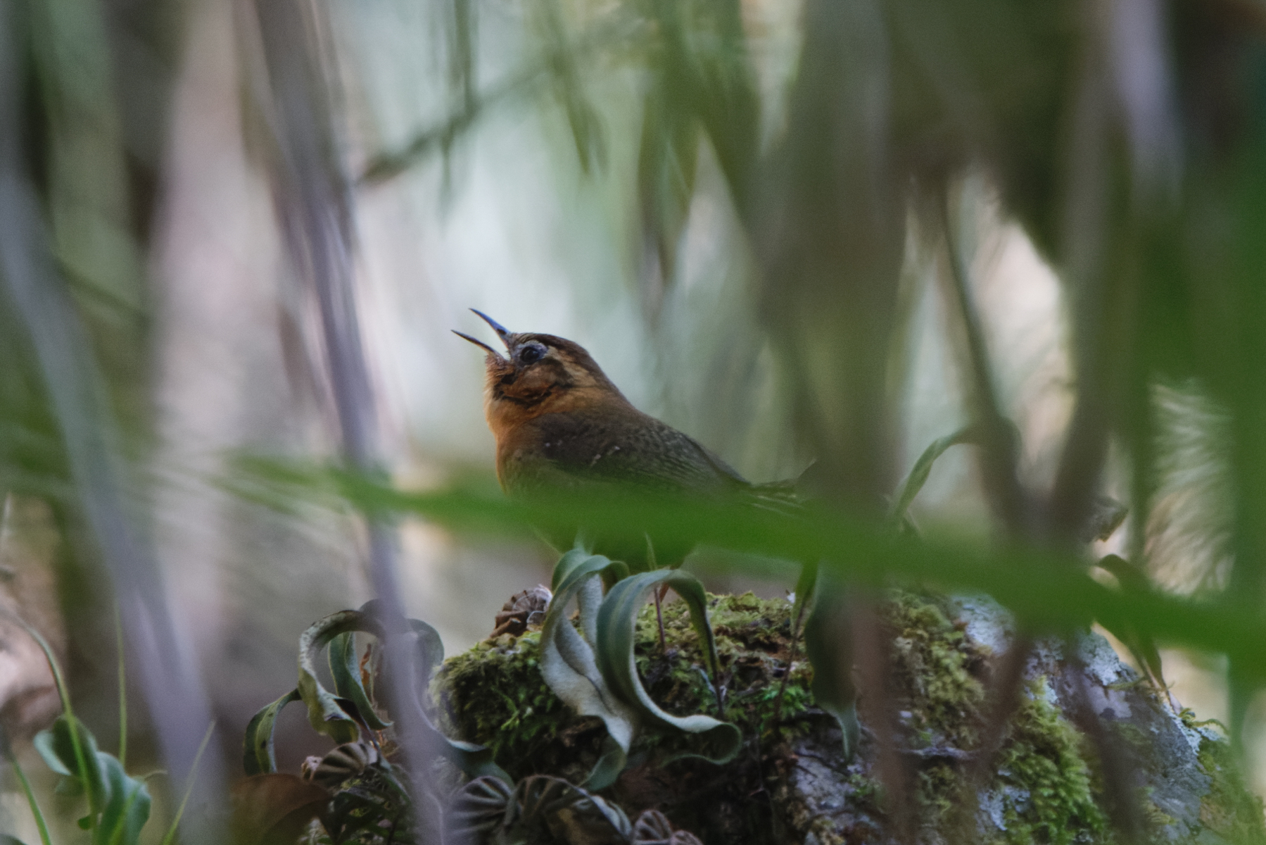 Rufous-browed Wren (image by Leo Garrigues)