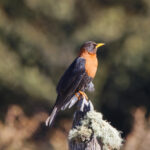 Rufous-collared Robin (image by Leo Garrigues)