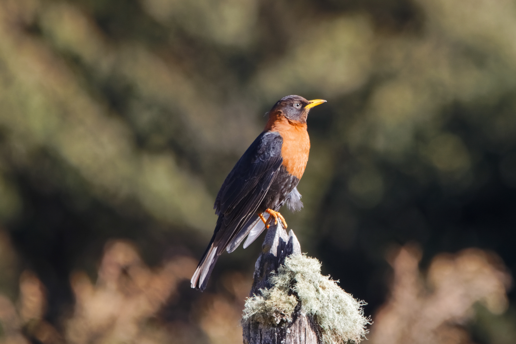 Rufous-collared Robin (image by Leo Garrigues)