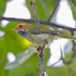 Rufous-faced Warbler (image by Pete Morris)