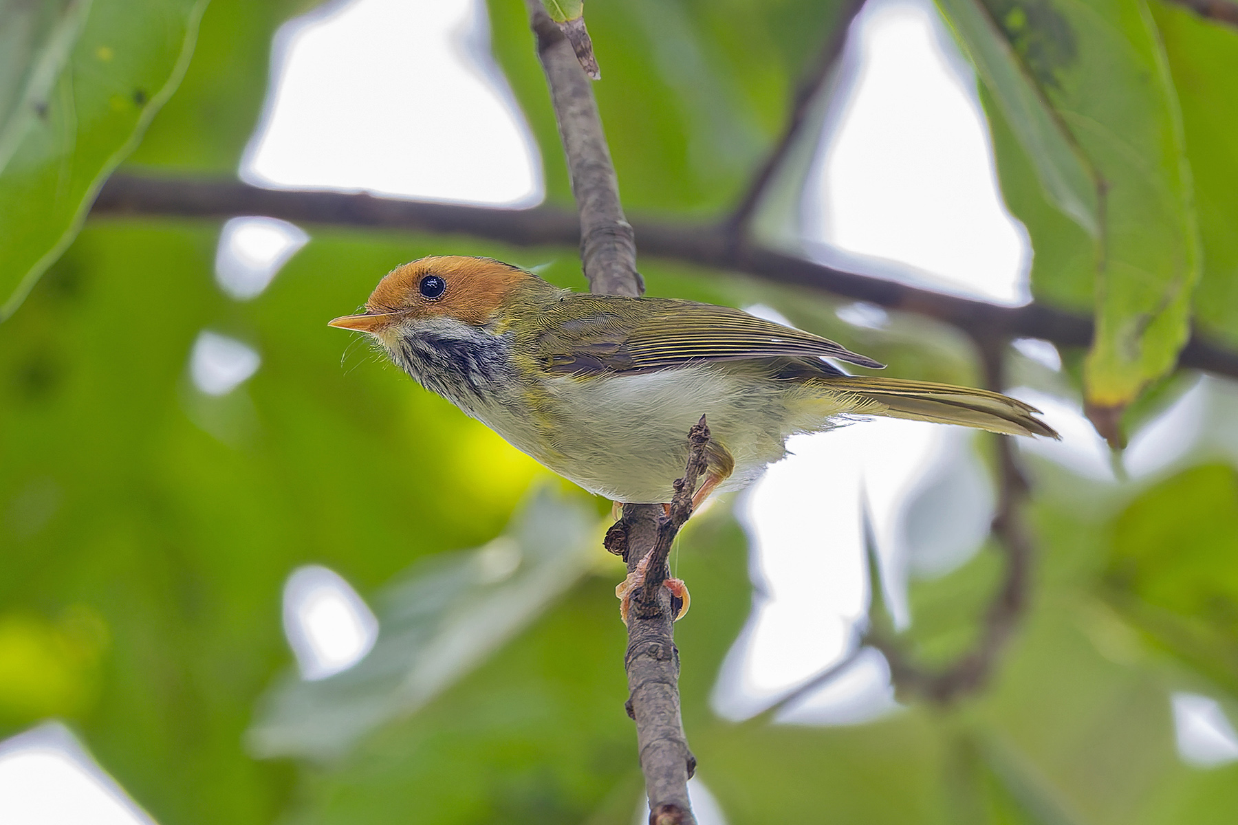 Rufous-faced Warbler (image by Pete Morris)