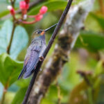 Rufous-gaped Hillstar (image by Antonio Cortizo)