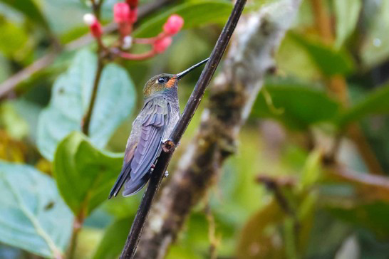 Rufous-gaped Hillstar (image by Antonio Cortizo)