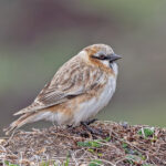 Rufous-necked Snowfinch (image by Pete Morris)