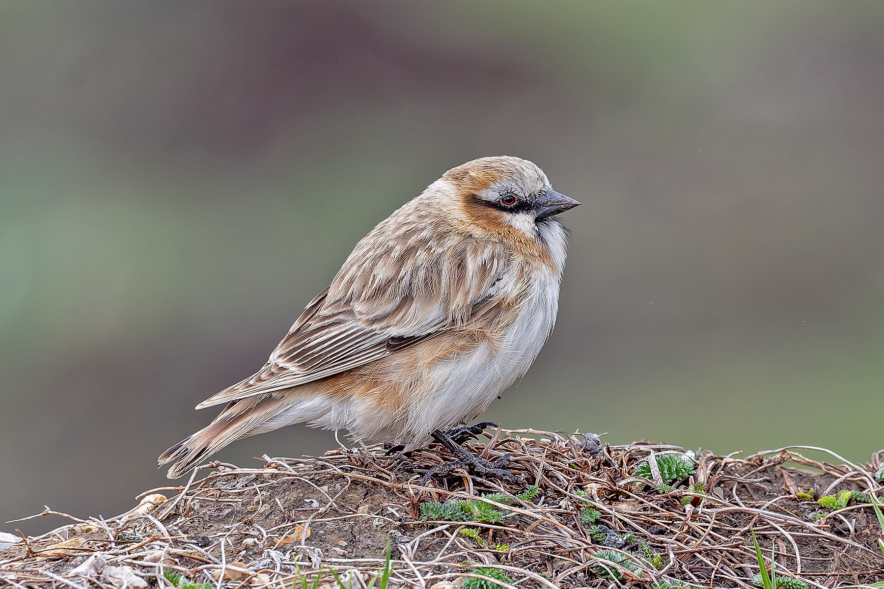 Rufous-necked Snowfinch (image by Pete Morris)