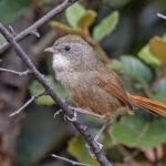 Rufous-tailed Babbler (image by Pete Morris)