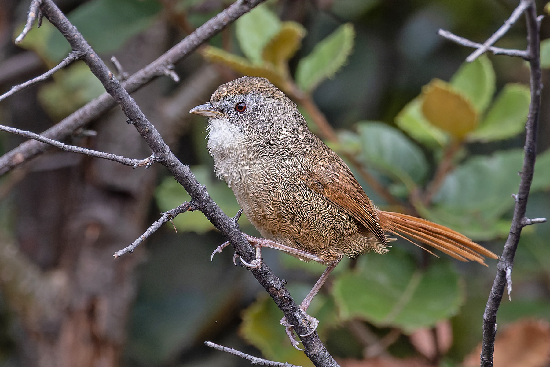 Rufous-tailed Babbler (image by Pete Morris)