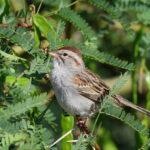 Rufous-winged Sparrow (image by Sjoerd Radstaak)