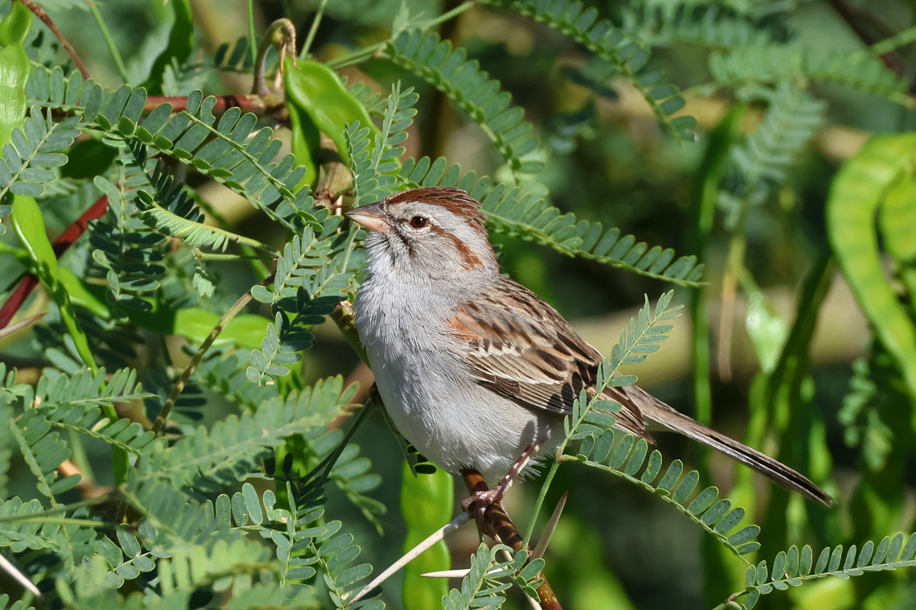 Rufous-winged Sparrow (image by Sjoerd Radstaak)
