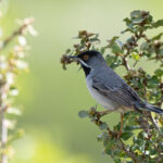 Rüppell's Warbler (image by Diedert Koppenol)