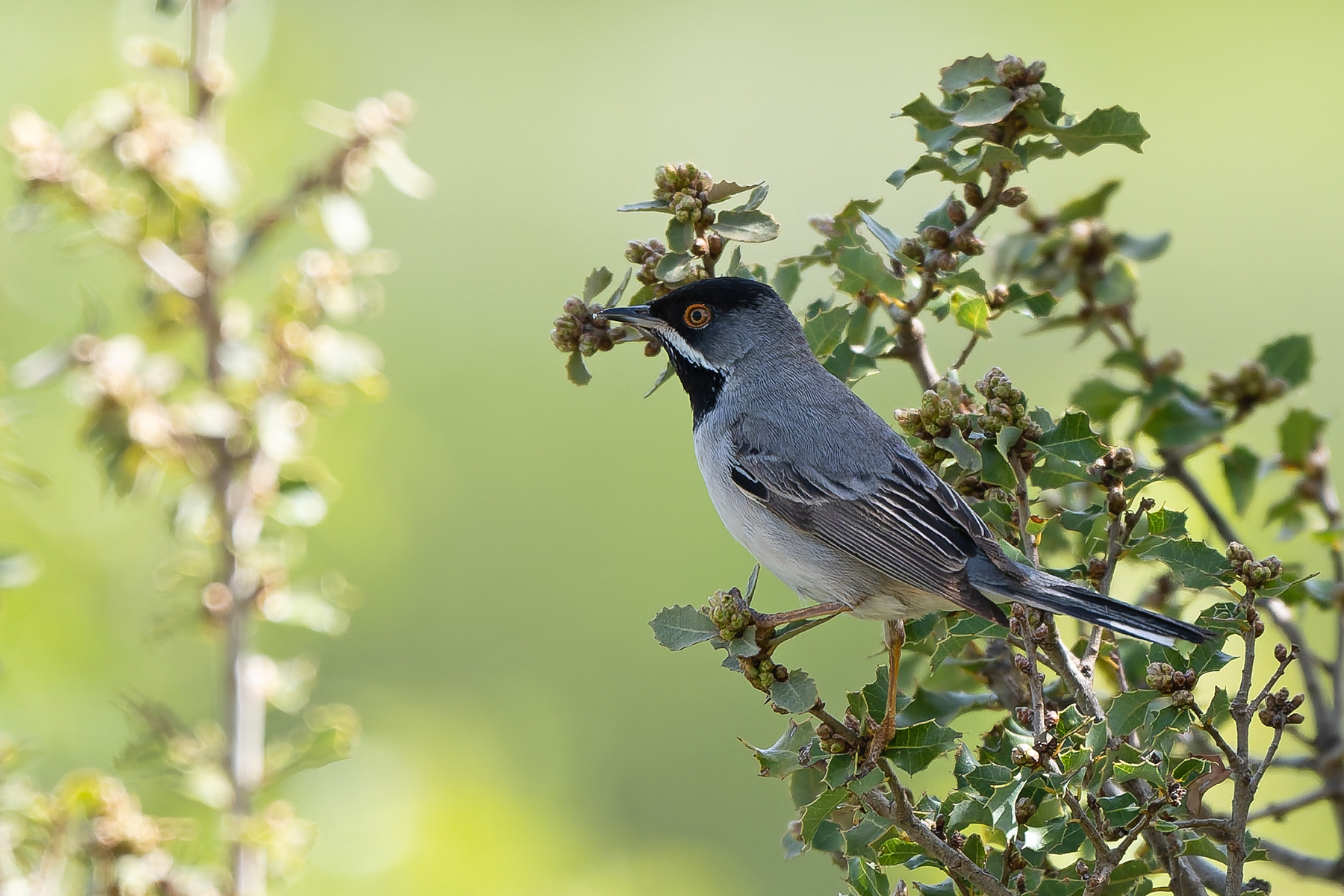 Rüppell's Warbler (image by Diedert Koppenol)