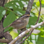 Rusty-capped Fulvetta (image by Pete Morris)
