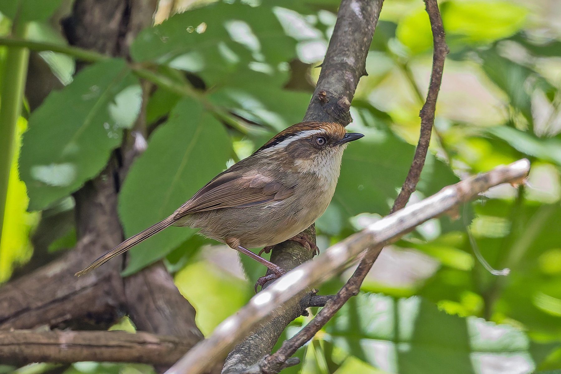 Rusty-capped Fulvetta (image by Pete Morris)