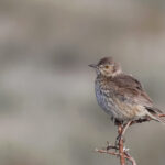 Sage Thrasher (image by Sjoerd Radstaak)