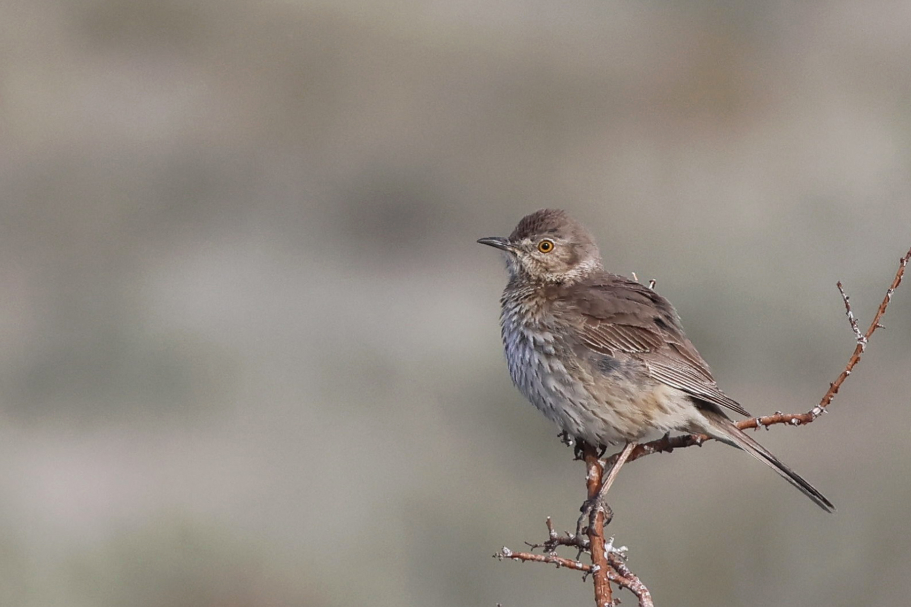 Sage Thrasher (image by Sjoerd Radstaak)