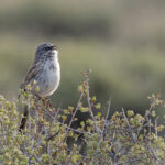 Sagebrush Sparrow (image by Mike Watson)