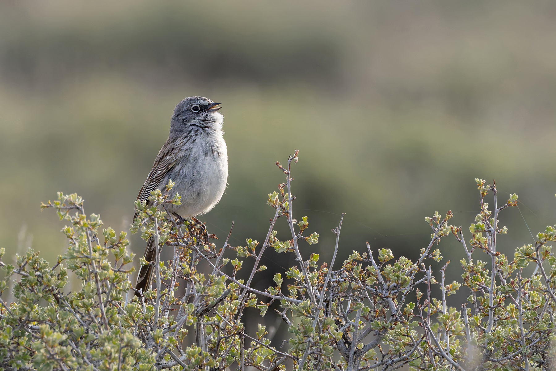 Sagebrush Sparrow (image by Mike Watson)