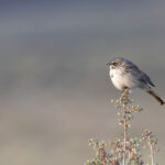 Sagebrush Sparrow (image by Daniel Branch)