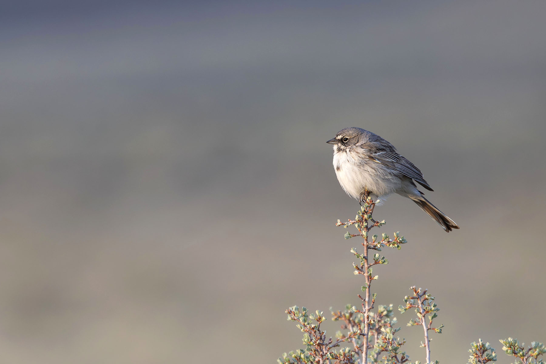 Sagebrush Sparrow (image by Daniel Branch)