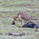 Saker Falcon (image by Pete Morris)