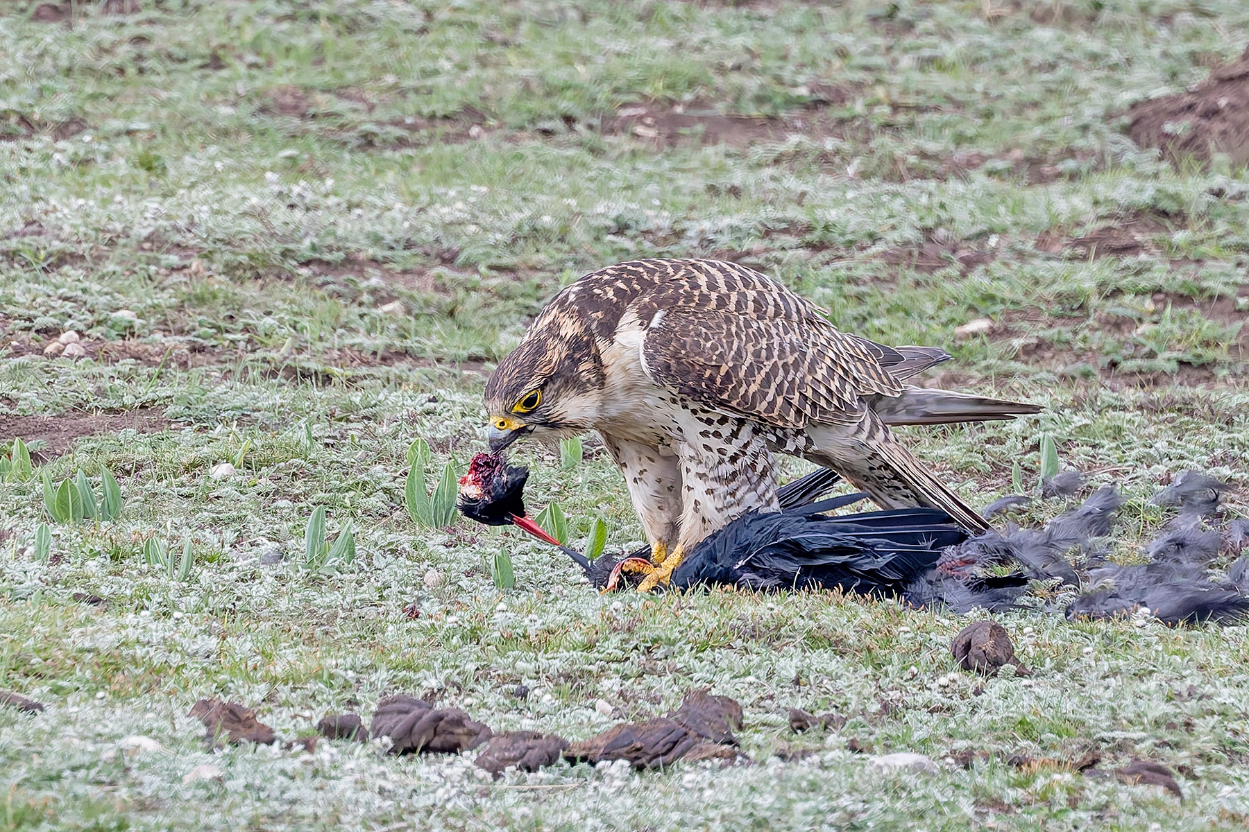 Saker Falcon (image by Pete Morris)