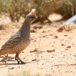 Scaled Quail (image by Sjoerd Radstaak)