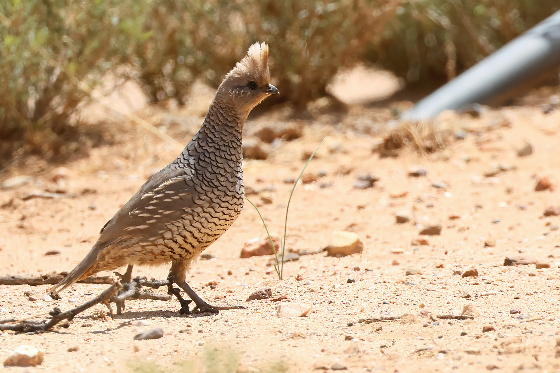 Scaled Quail (image by Sjoerd Radstaak)