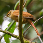 Scaly-throated Foliage-gleanner (image by Leo Garrigues)