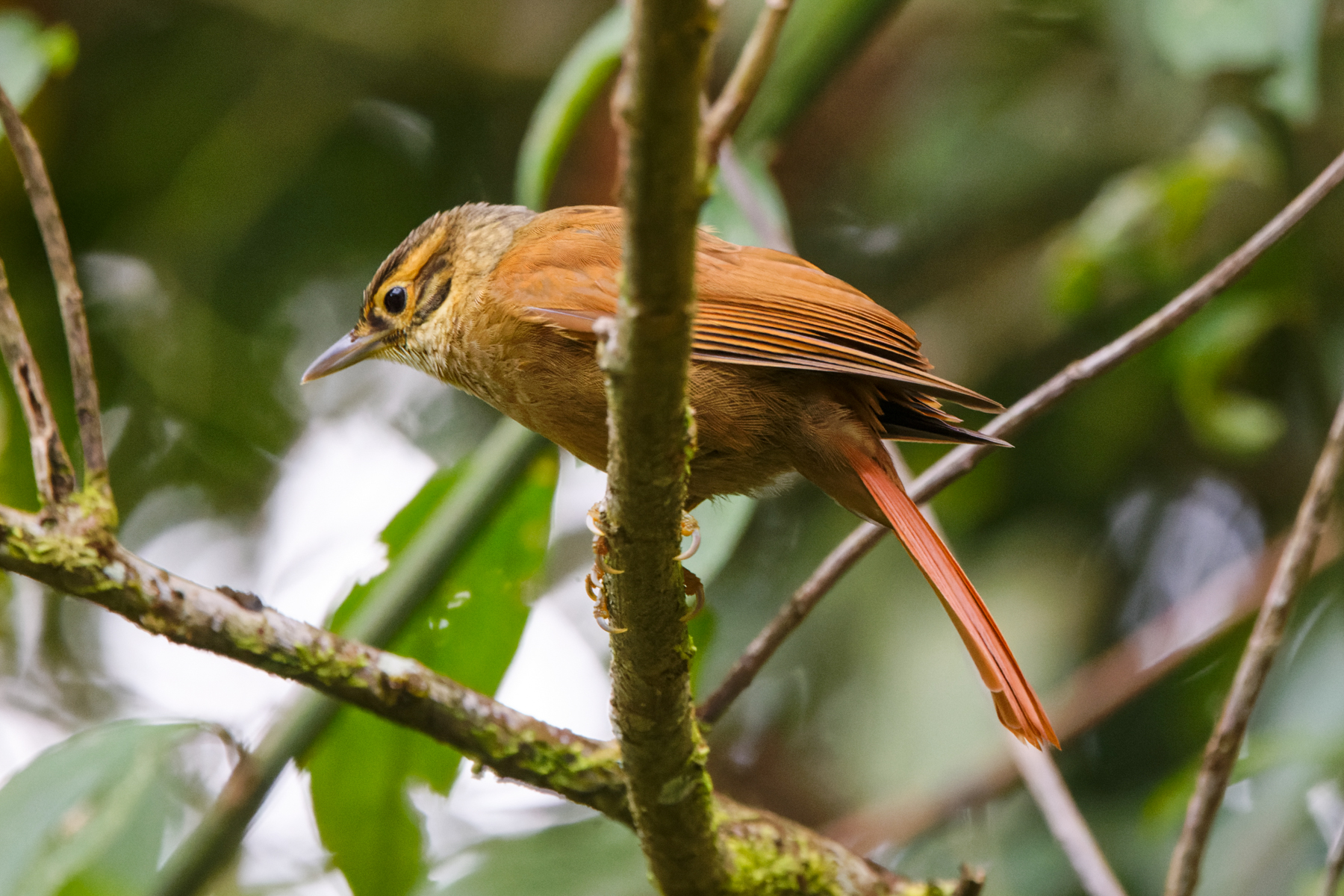 Scaly-throated Foliage-gleanner (image by Leo Garrigues)