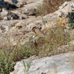 male See-see Partridge (image by Diedert Koppenol)