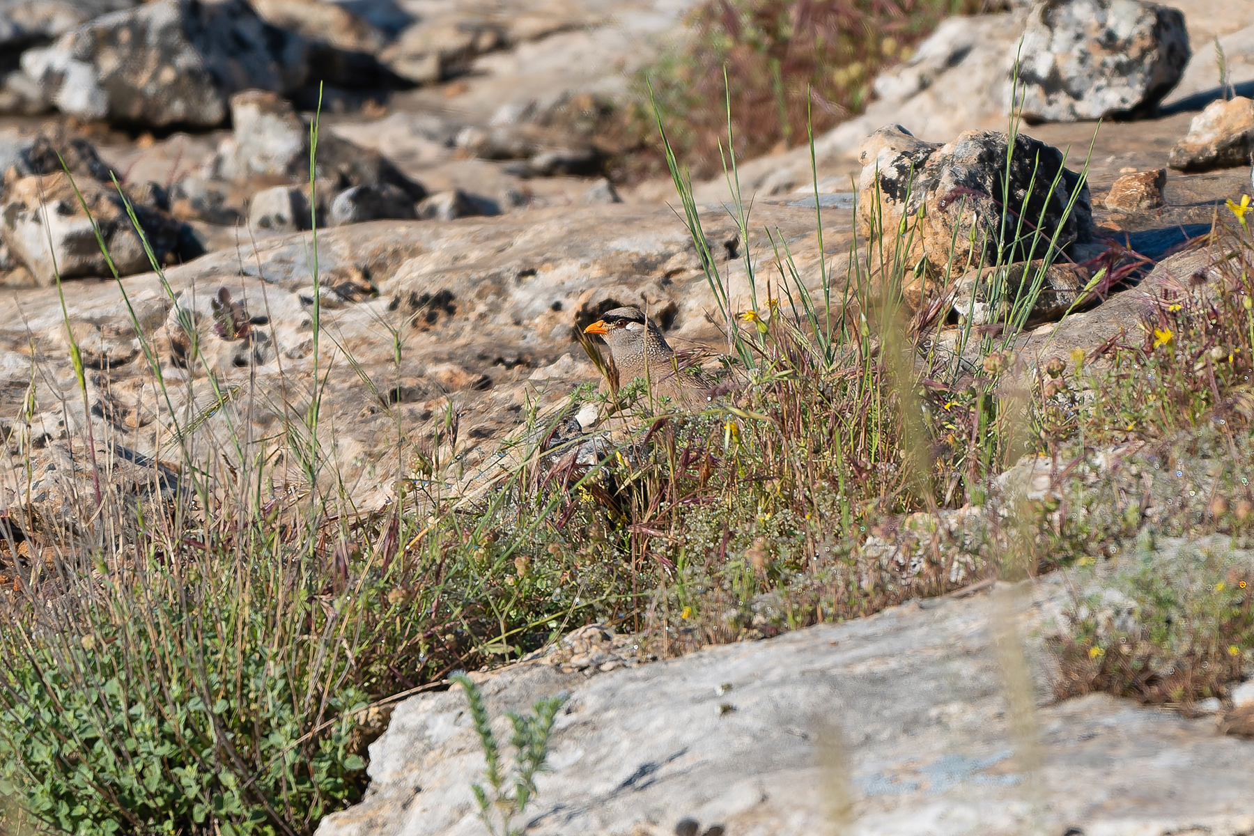 male See-see Partridge (image by Diedert Koppenol)
