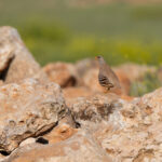 male See-see Partridge (image by Diedert Koppenol)