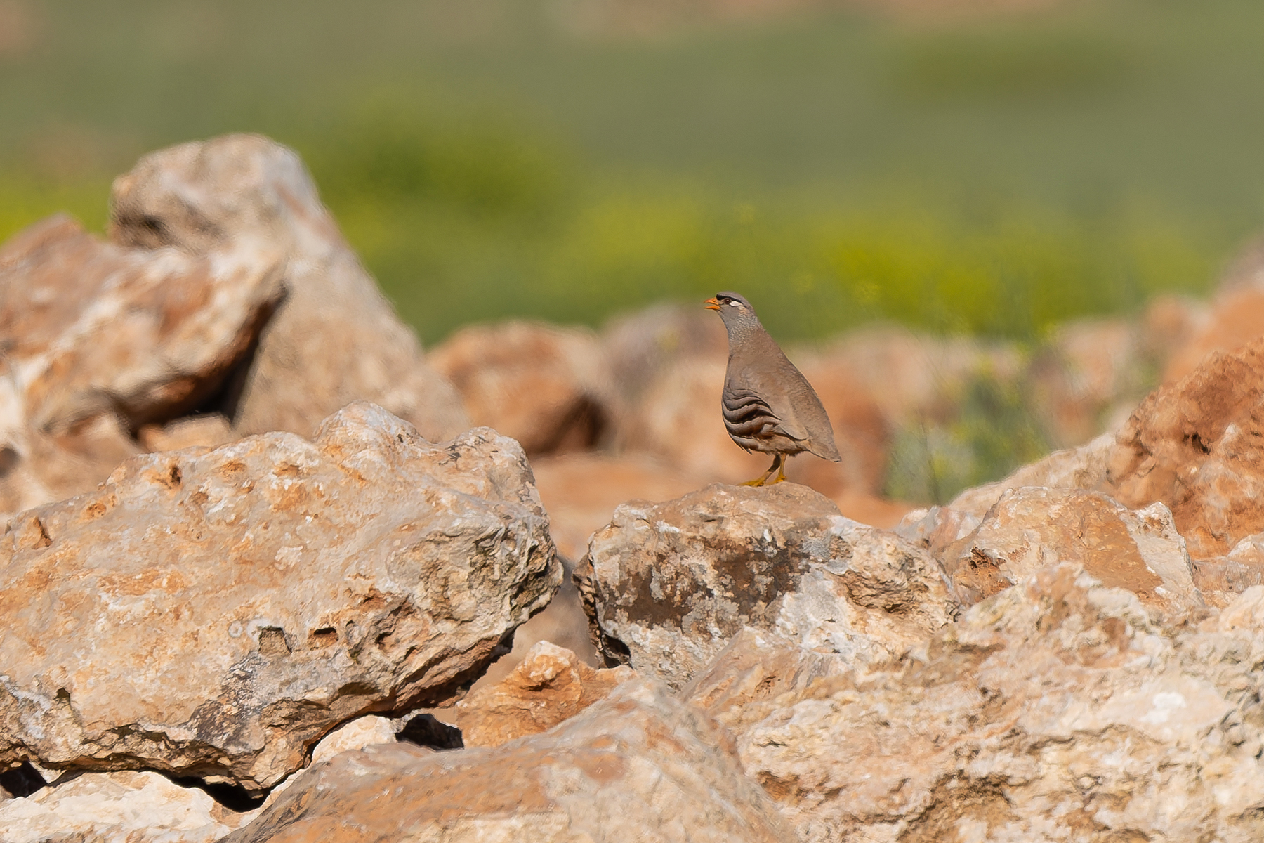 male See-see Partridge (image by Diedert Koppenol)