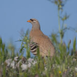 male See-see Partridge (image by Martin Hale)