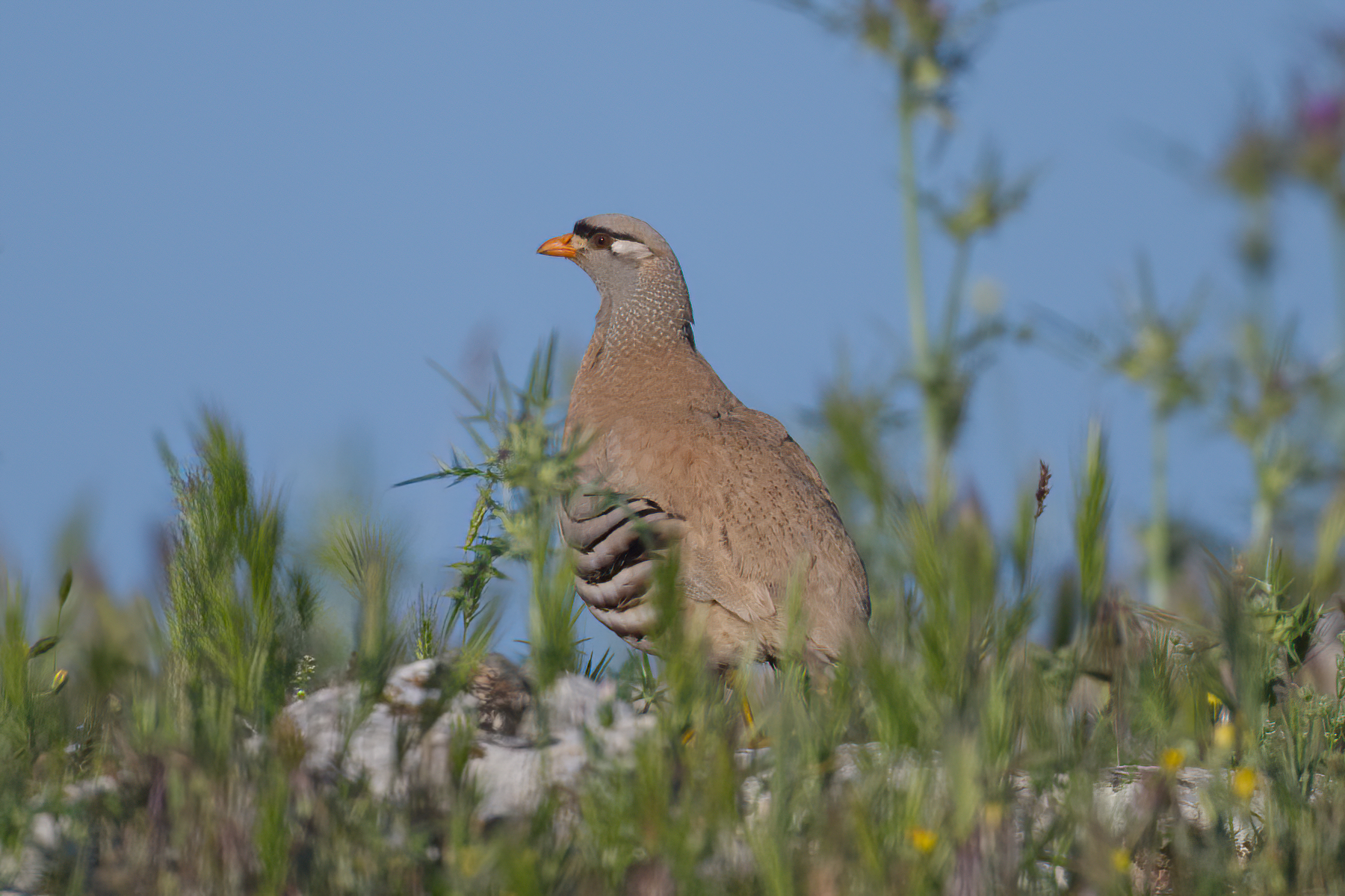 male See-see Partridge (image by Martin Hale)