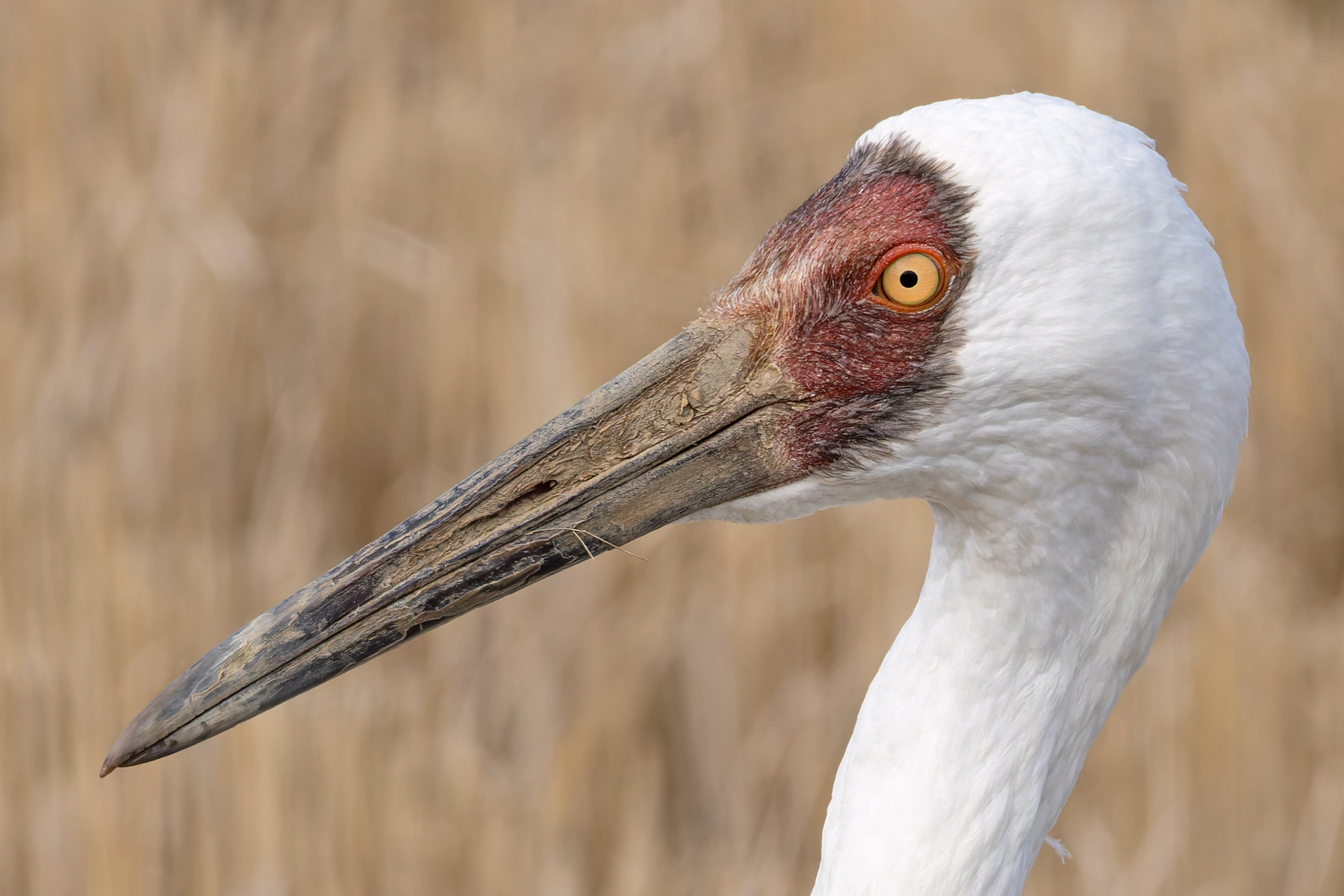 Siberian Crane (image by Mike Watson)